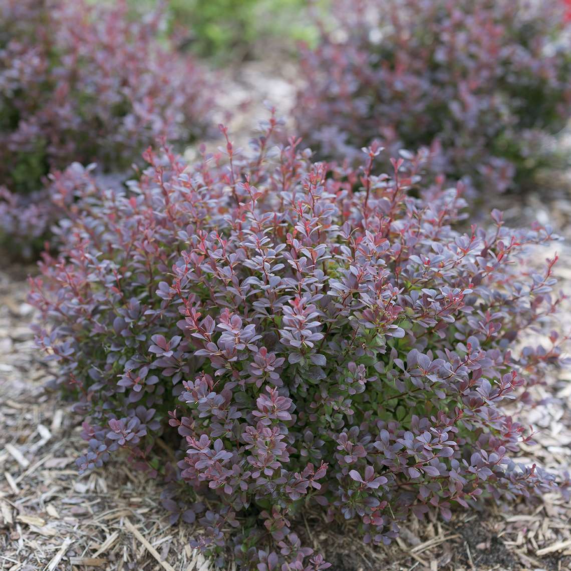 Sunjoy Todo Berberis with deep purple foliage in landscape